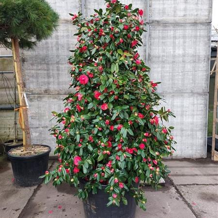 Camellia japonica Pot 110 liter 200 - 250 cm
