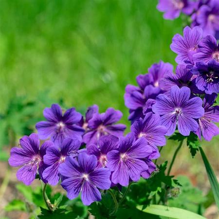 Geranium magnificum Pot 9 cm