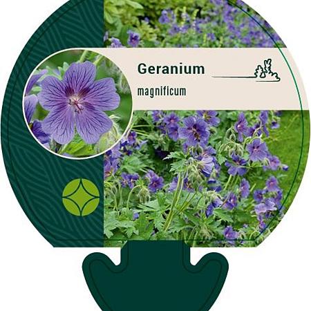 Geranium magnificum Pot 9 cm