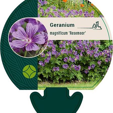 Geranium magnificum 'Rosemoor' Pot 9 cm