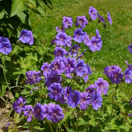 Geranium magnificum 'Rosemoor' Pot 9 cm