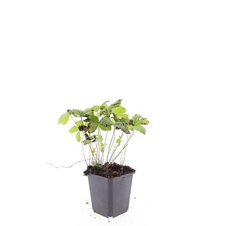 Geranium nodosum Pot 9 cm
