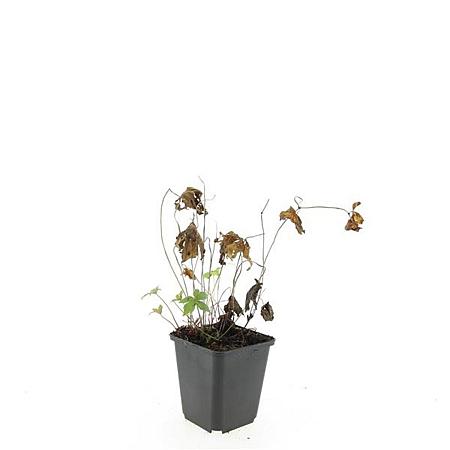Geranium nodosum Pot 9 cm