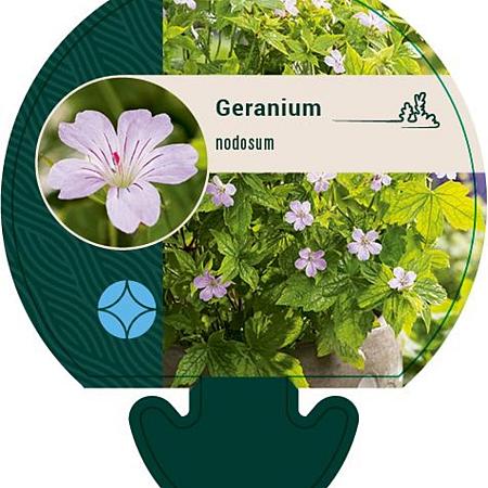 Geranium nodosum Pot 9 cm