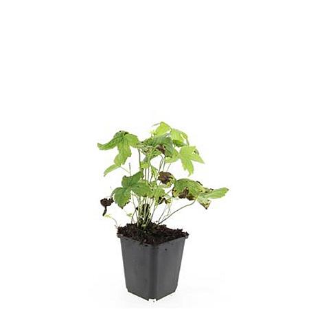 Geranium nodosum Pot 9 cm