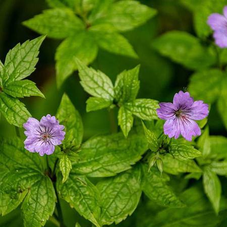 Geranium nodosum Pot 9 cm