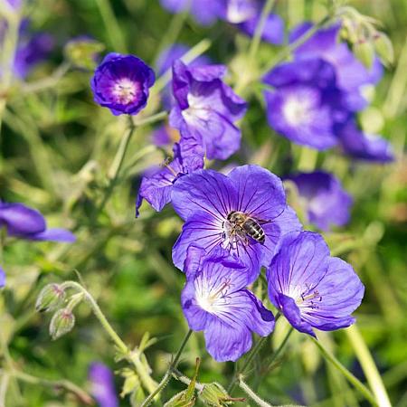 Geranium 'Orion' Pot 9 cm