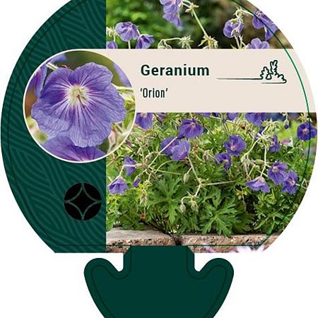 Geranium 'Orion' Pot 9 cm