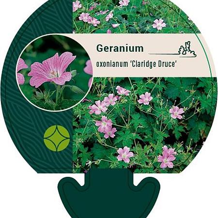 Geranium ox. 'Claridge Druce' Pot 9 cm