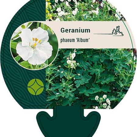 Geranium ph. 'Album' Pot 9 cm