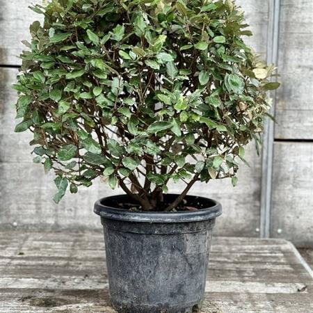 Elaeagnus ebb. 'Compacta' Bolvorm 60-70 cm