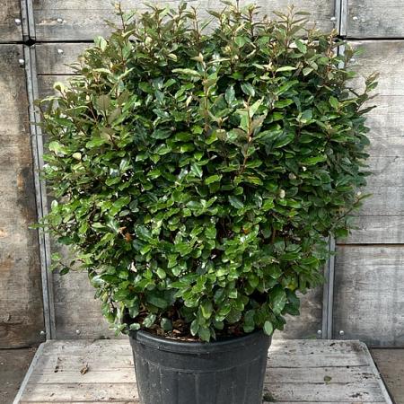 Elaeagnus ebb. 'Compacta' Bolvorm 80-90cm
