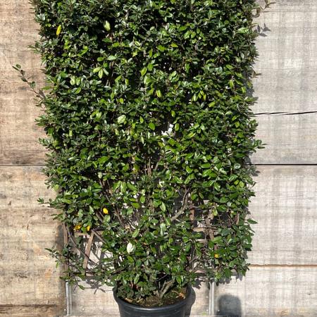 Elaeagnus ebb. 'Compacta' Scherm 130x200 (BxH)