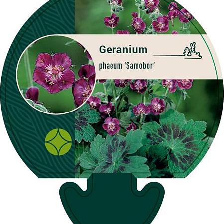 Geranium ph. 'Samobor' Pot 9 cm