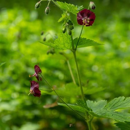 Geranium ph. 'Samobor' Pot 9 cm