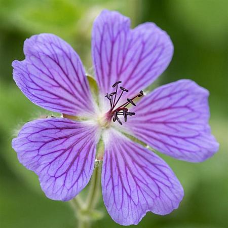 Geranium 'Philippe Vapelle' Pot 9 cm