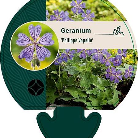 Geranium 'Philippe Vapelle' Pot 9 cm
