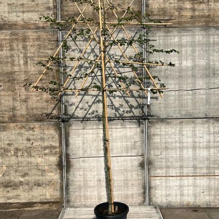Fagus sylvatica stam 150 cm Leivorm