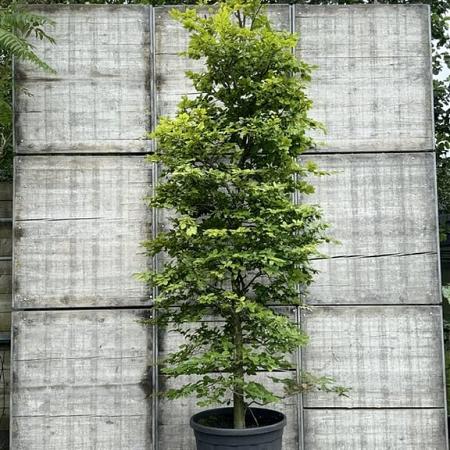 Fagus sylvatica Pot 150 liter 250 - 300 cm