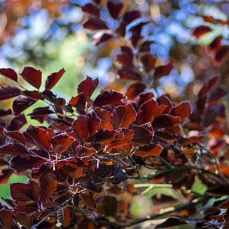 Fagus syl. 'Atropunicea' Stam 130 cm (Stamomtrek 25-30 cm) Leivorm 150x200 (BxH) 