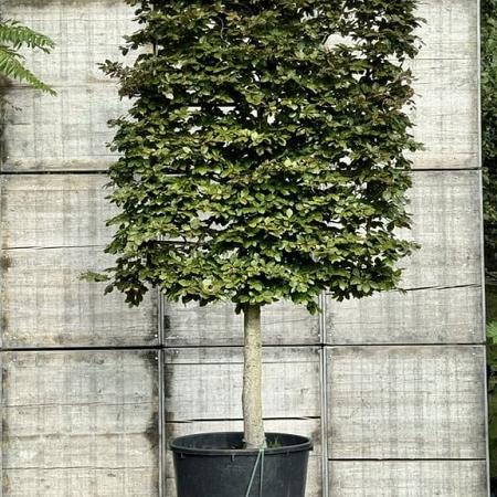Fagus syl. 'Atropunicea' Stam 130 cm (Stamomtrek 25-30 cm) Leivorm 150x200 (BxH) 