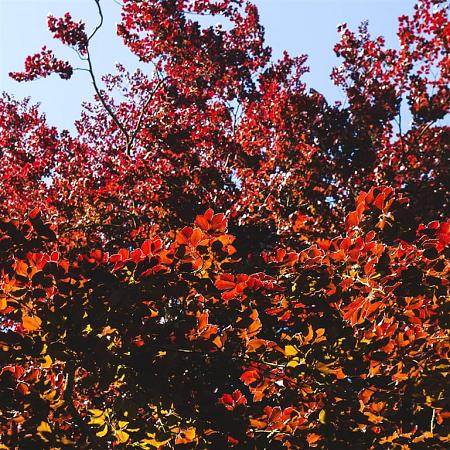 Fagus syl. 'Atropunicea' Stam 130 cm (Stamomtrek 25-30 cm) Leivorm 150x200 (BxH) 