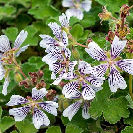 Geranium renardii Pot 9 cm