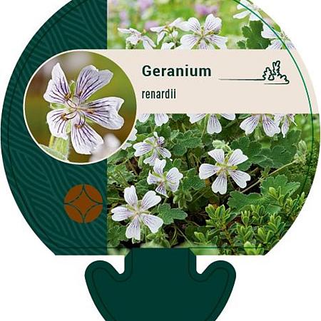 Geranium renardii Pot 9 cm