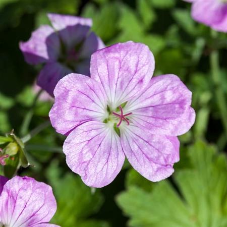 Geranium rivers. 'Mavis Simpson' Pot 9 cm
