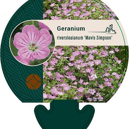 Geranium rivers. 'Mavis Simpson' Pot 9 cm