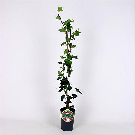Hedera hibernica Pot 2 Liter80 - 100 cm