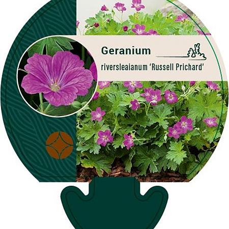 Geranium rivers. 'Russell Prichard' Pot 9 cm