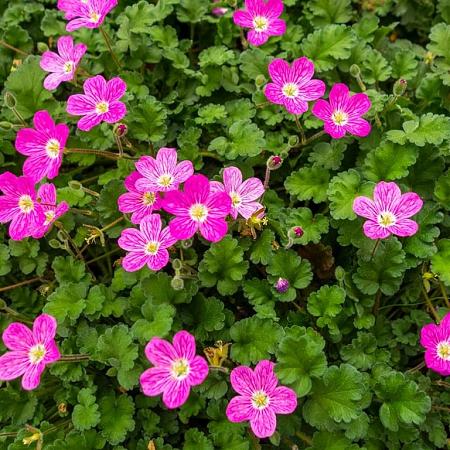 Geranium rivers. 'Russell Prichard' Pot 9 cm