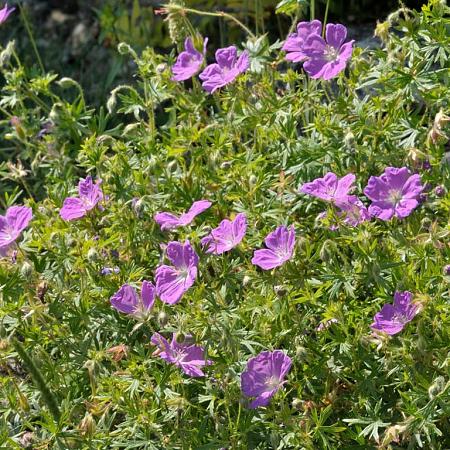 Geranium sanguineum Pot 9 cm