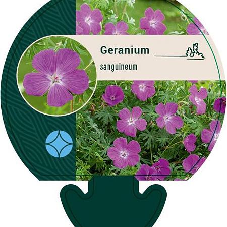 Geranium sanguineum Pot 9 cm
