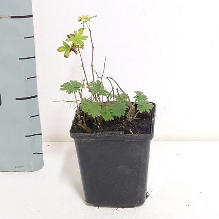 Geranium sanguineum Pot 9 cm
