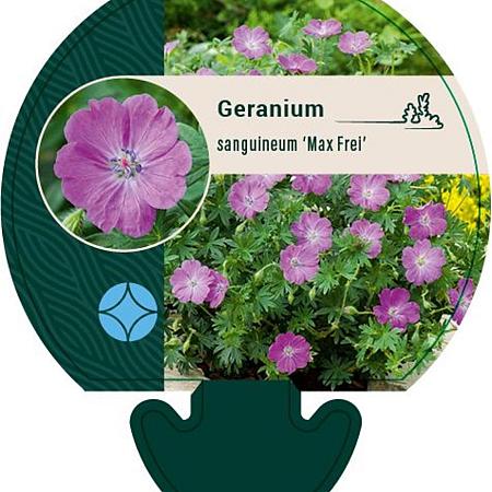 Geranium sang. 'Max Frei' Pot 9 cm