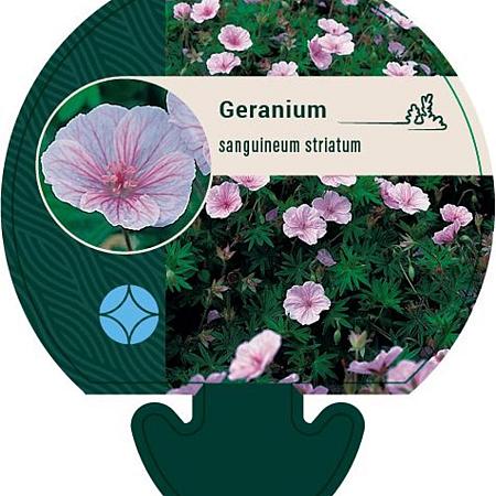 Geranium sanguineum striatum Pot 9 cm