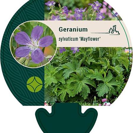 Geranium sylv. 'Mayflower' Pot 9 cm