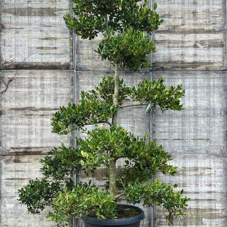 Ilex 'Nellie R. Stevens' Pot 150 liter 250 - 300 cm Pon-Ponvorm