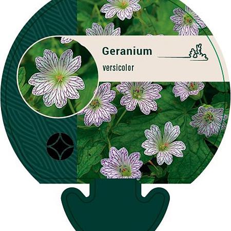 Geranium versicolor Pot 9 cm