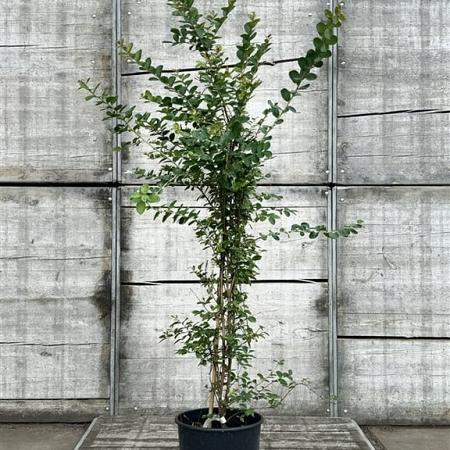 Lagerstroemia i. Violet d'Été Pot 20 Liter 125 - 150 cm