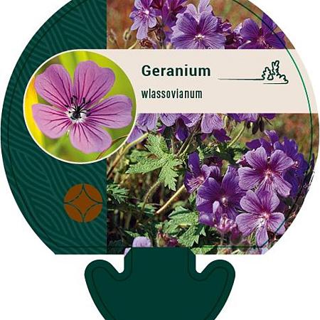 Geranium wlassovianum Pot 9 cm