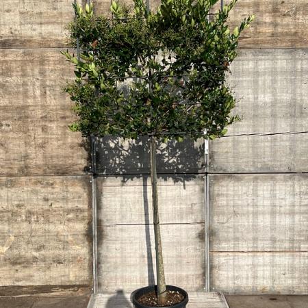 Ligustrum j. 'Texanum' stam 150 cm Leivorm 120x100 (BxH)  ijzer frame