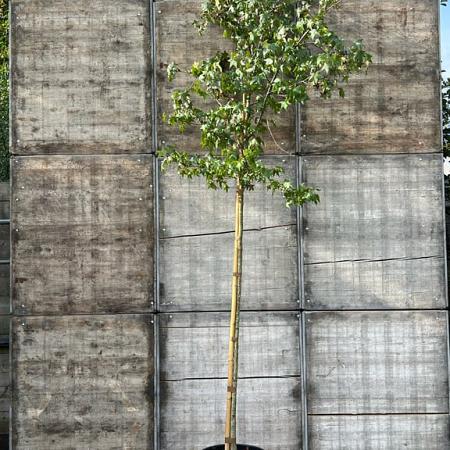 Liquidambar styraciflua Hoogstam (Stamomtrek 10-12 cm)