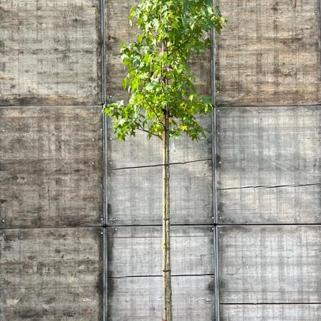 Liquidambar styraciflua Hoogstam (Stamomtrek 12-14 cm)