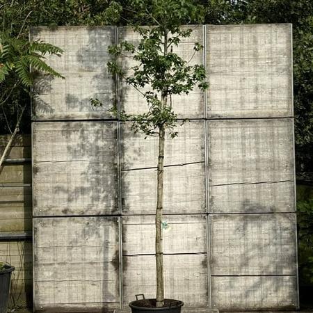 Liquidambar styraciflua Hoogstam (Stamomtrek 12-14 cm)