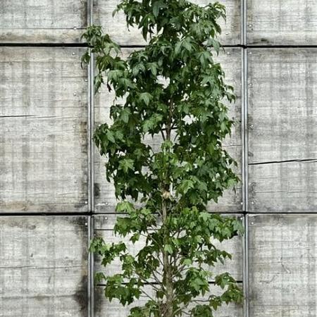 Liquidambar styraciflua 200 - 250 cm Geveerd