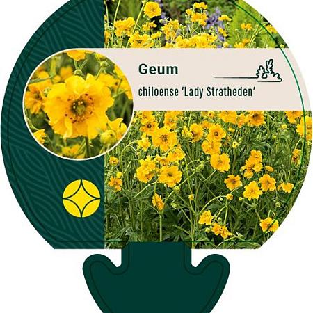 Geum chiloense 'Lady Stratheden' Pot 9 cm