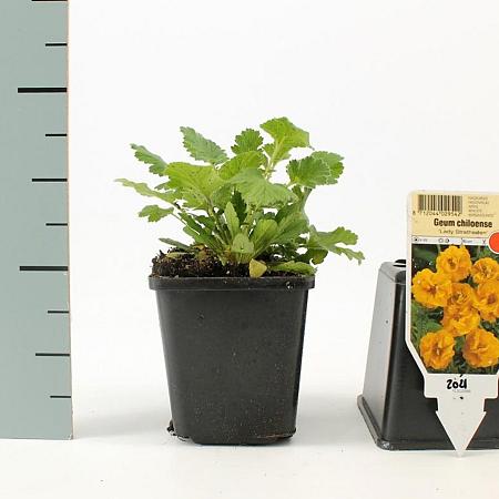 Geum chiloense 'Lady Stratheden' Pot 9 cm